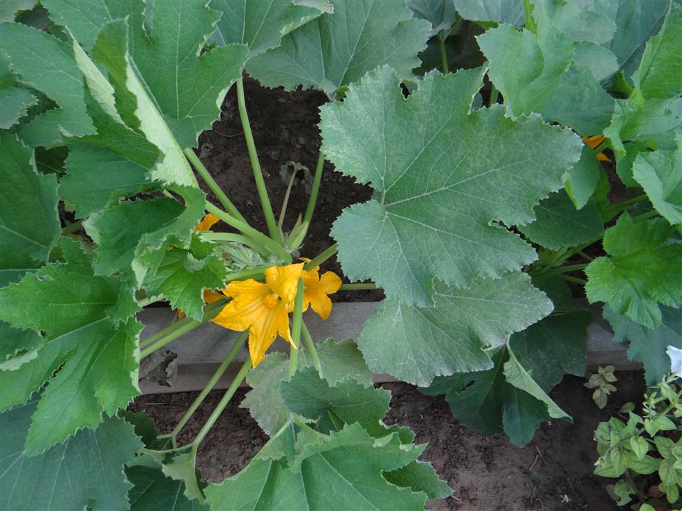 Cucurbita pepo